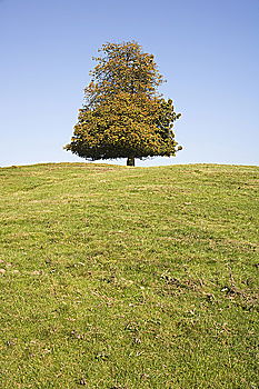 Similar – mein freund, der baum