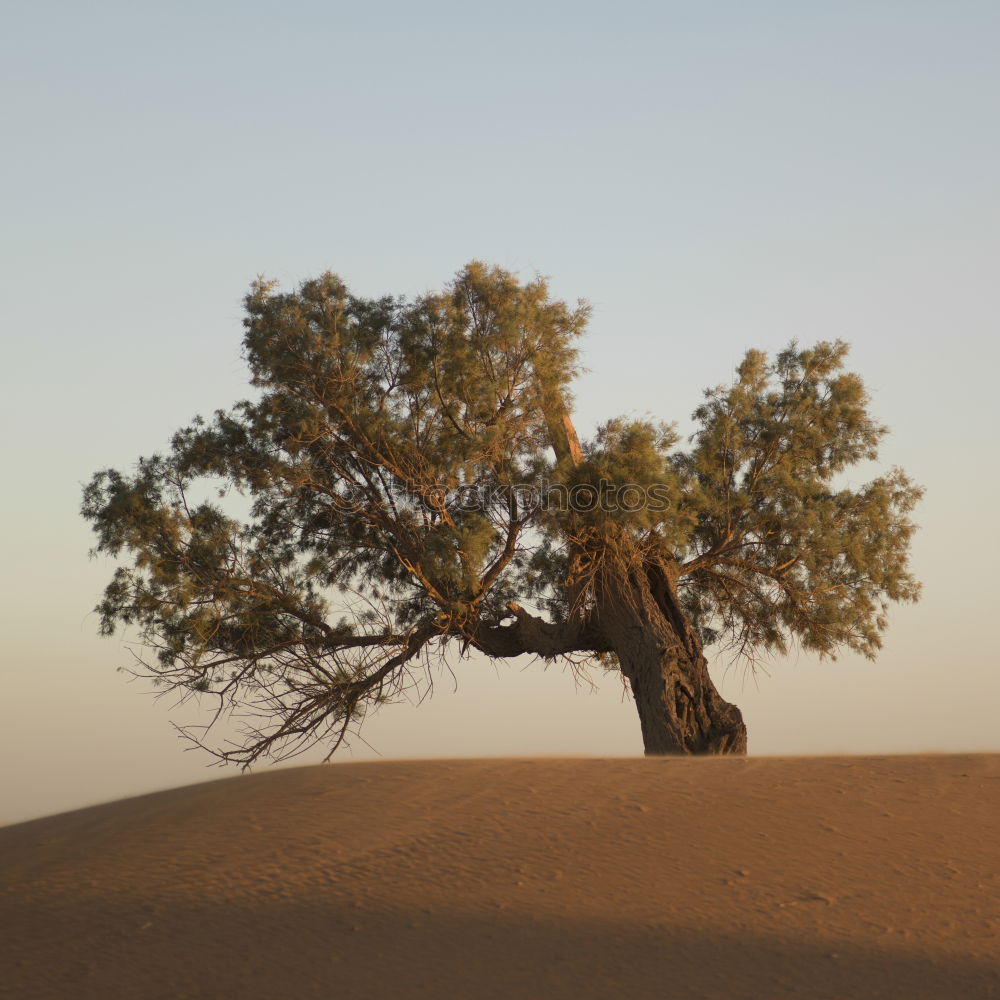 Similar – Foto Bild o Tannenbaum Wüste Sand