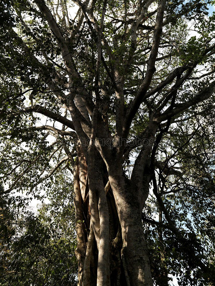 Similar – Australia Tree Growth