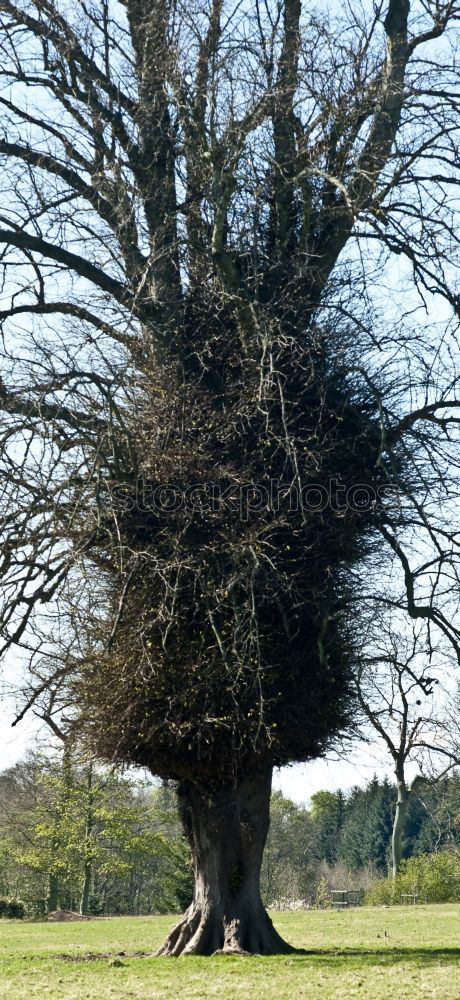 Similar – Bush in the wind Bushes