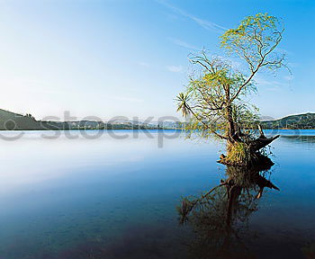 Similar – black tree Tree Lake