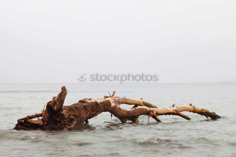 Similar – old, weathered tree on the beach