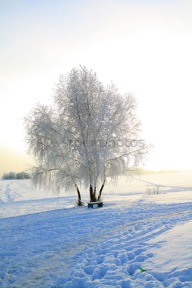 Similar – Wintersonne kalt