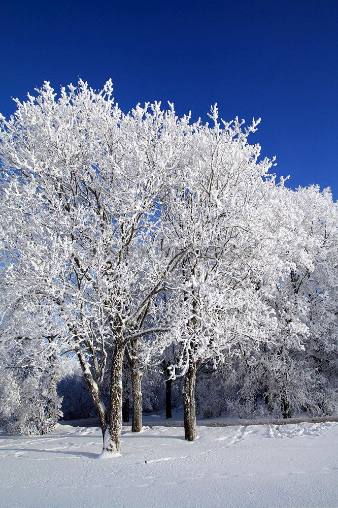 Similar – Image, Stock Photo arctic on the bike path