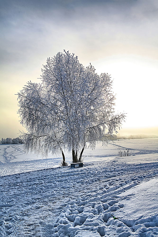 Similar – Wintersonne kalt