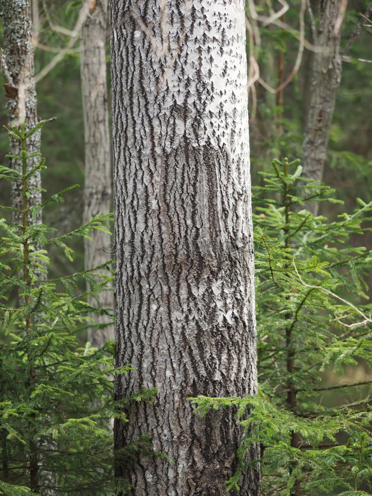 tree trunk from top to bottom