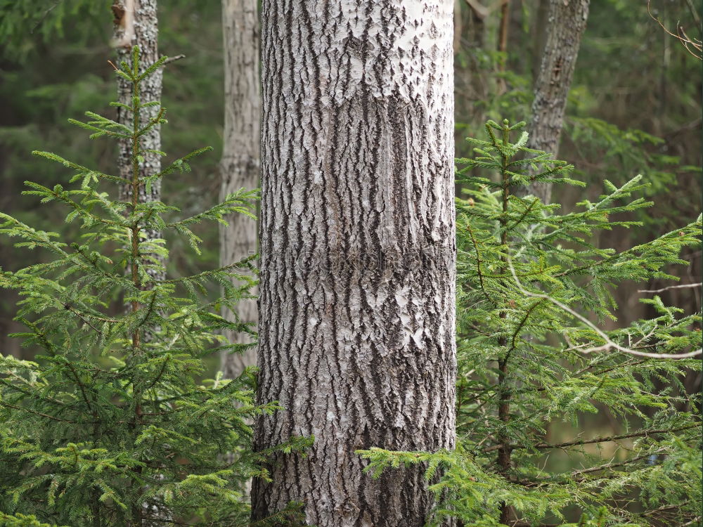 Similar – tree trunk from top to bottom