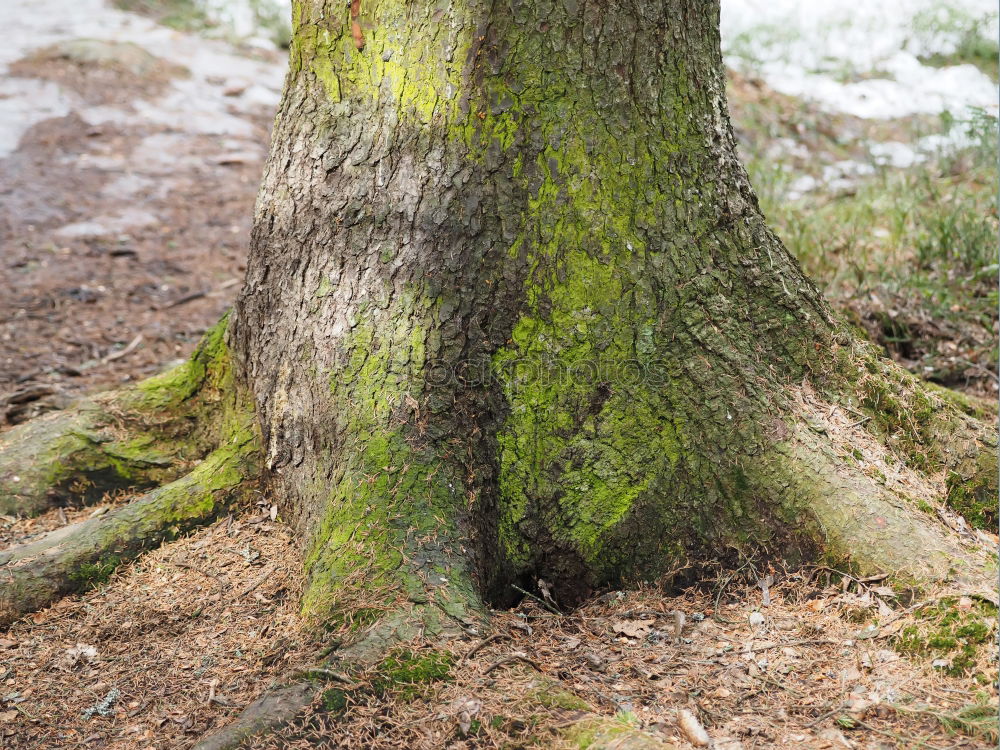 Similar – Buche und Moos Baum