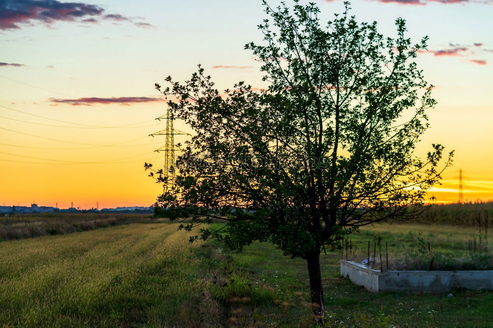 Similar – rapeseed forest To enjoy