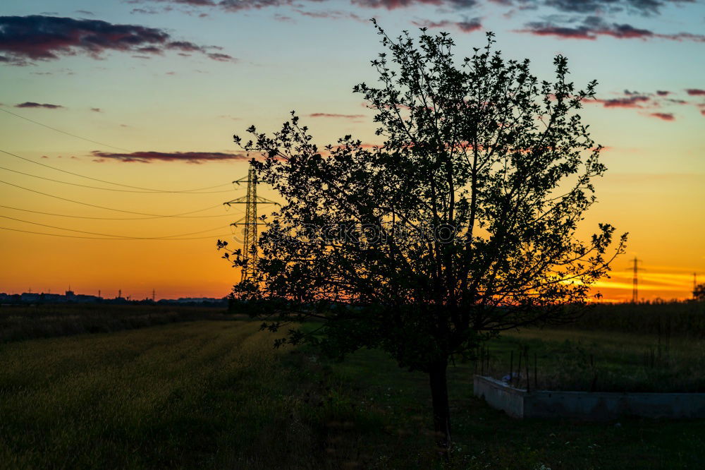 Similar – rapeseed forest To enjoy