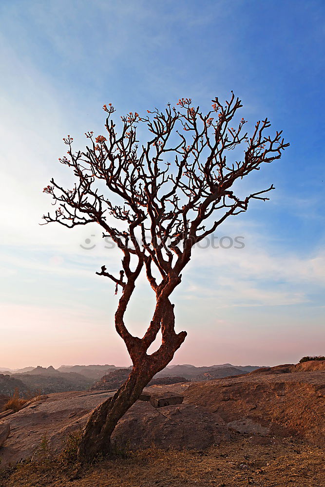 Similar – Outback3 Australia Sunset