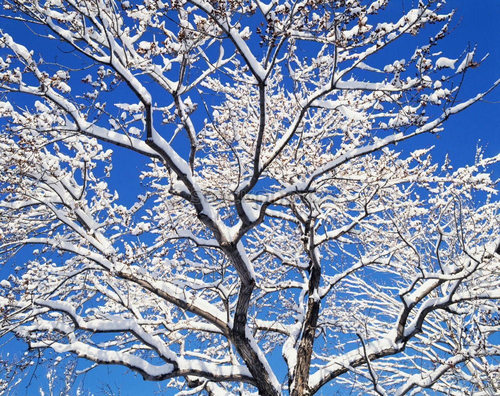 Similar – Foto Bild für Bèla Ausflug Winter