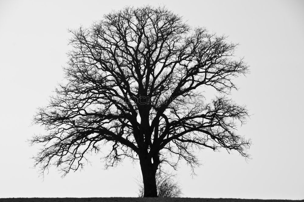 Similar – Image, Stock Photo scarecrow Colour photo