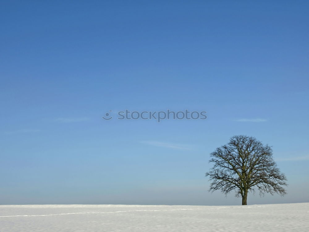 Similar – weiß/blau Baum Schnee