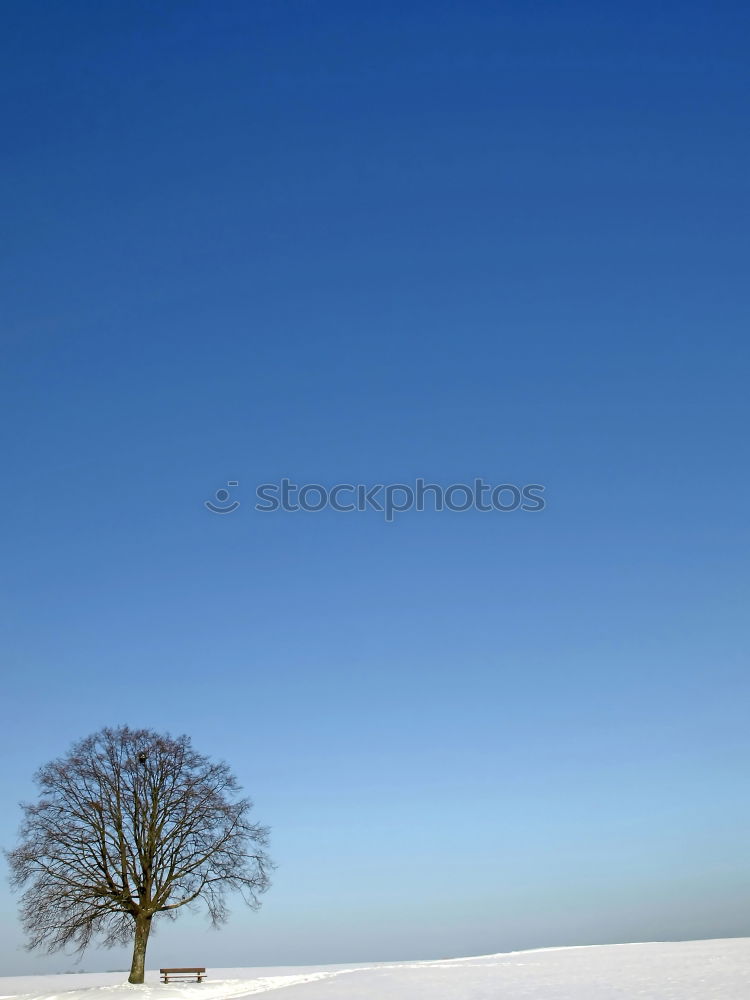 weiß/blau Baum Schnee