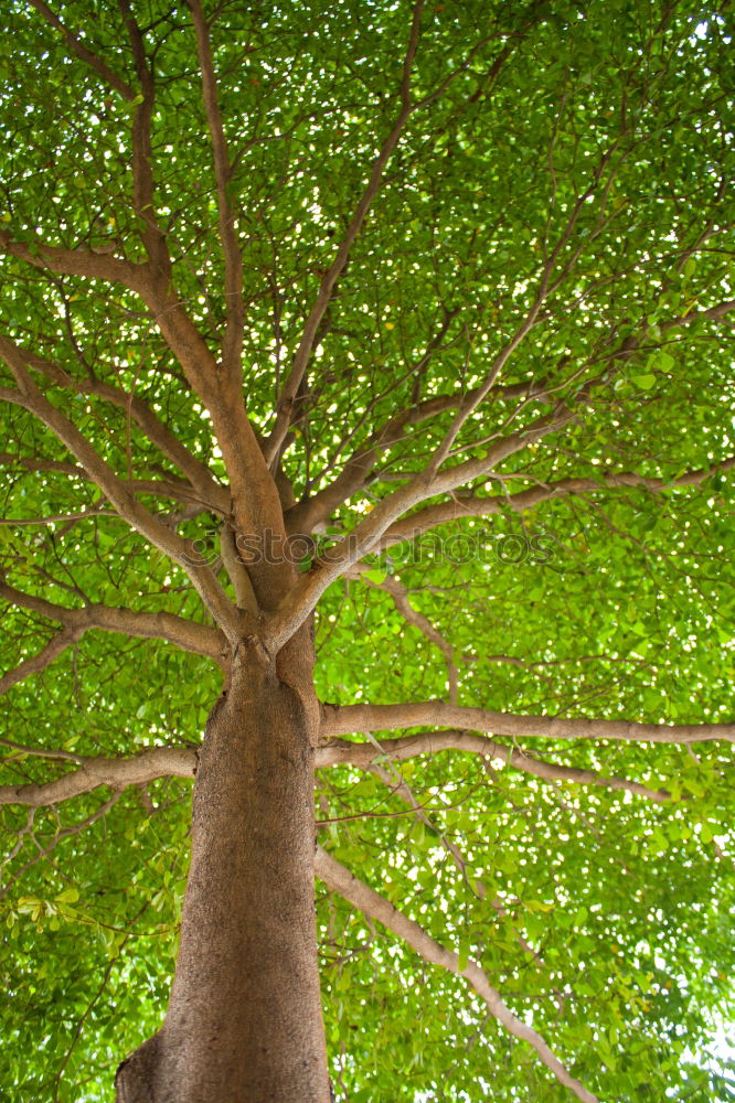 Similar – Foto Bild grün. Umwelt Natur Herbst