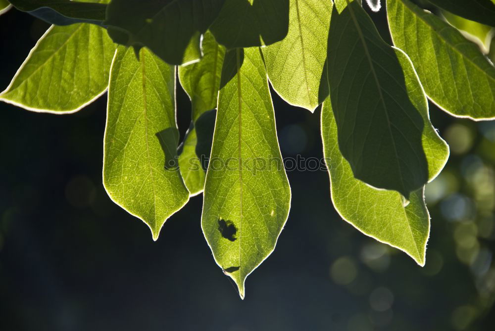 Similar – Image, Stock Photo 0815 AST | ranking Plant