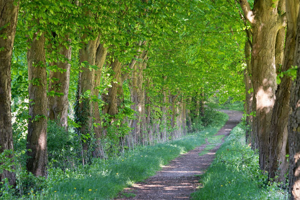 Similar – Image, Stock Photo Grassy path through sunny avenue