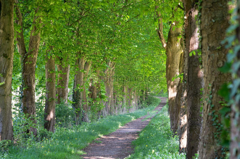 Similar – Image, Stock Photo birch avenue Birch tree