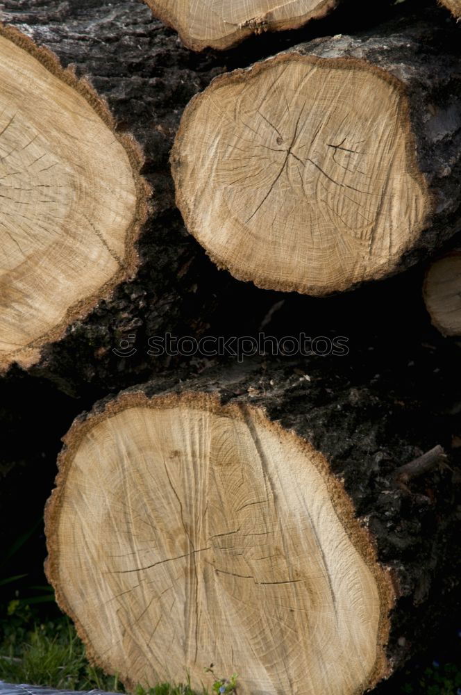 Similar – Image, Stock Photo wood Environment Nature