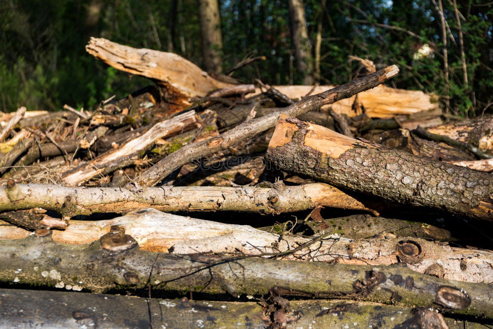 Similar – Holz vor der Hütte