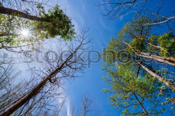 Similar – Jobneid Wald Holz Aussicht