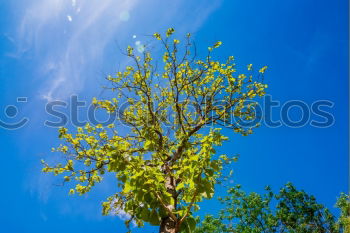 Similar – Image, Stock Photo points system Tree Clouds