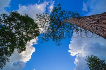 Image, Stock Photo stsiluette Nature Plant