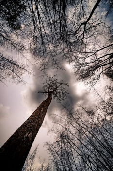 Similar – Image, Stock Photo ponder Tree Clouds