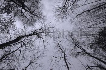 Similar – Image, Stock Photo Inverted forest world