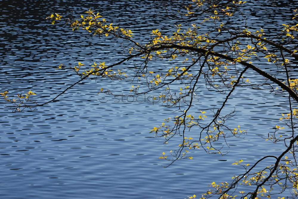 Foto Bild frisches Grün Umwelt Natur