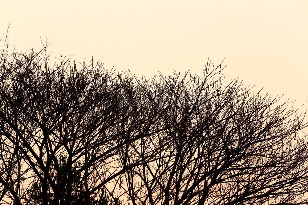 Foto Bild Bussardfrühling Umwelt