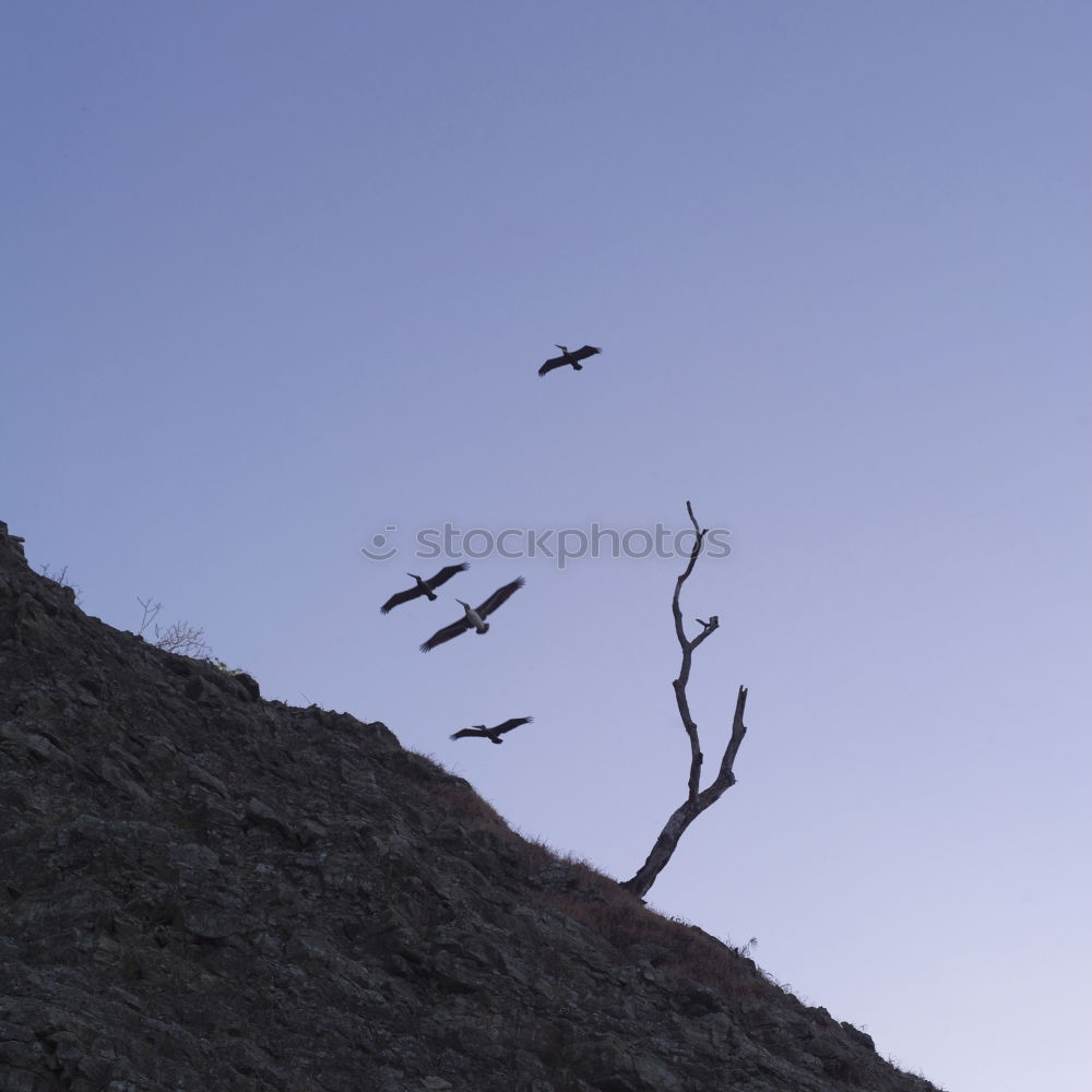 Similar – Teenager climbed a bare tree and enjoys the view