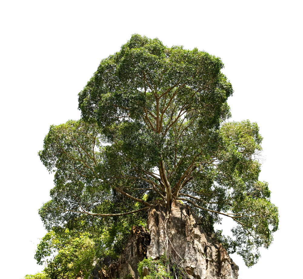 Similar – Australia Tree Growth