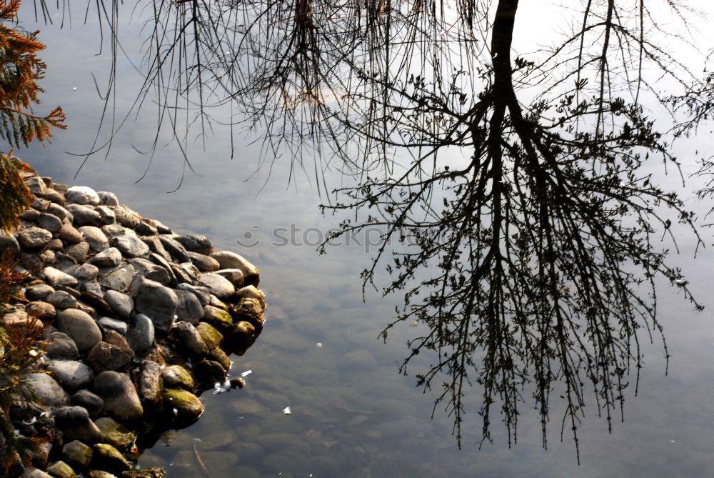 Similar – Autumn puddle I Tree