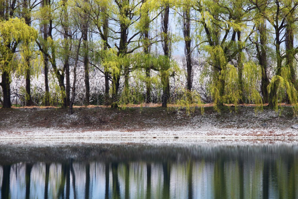 Similar – Idylle See Wald Teich Baum