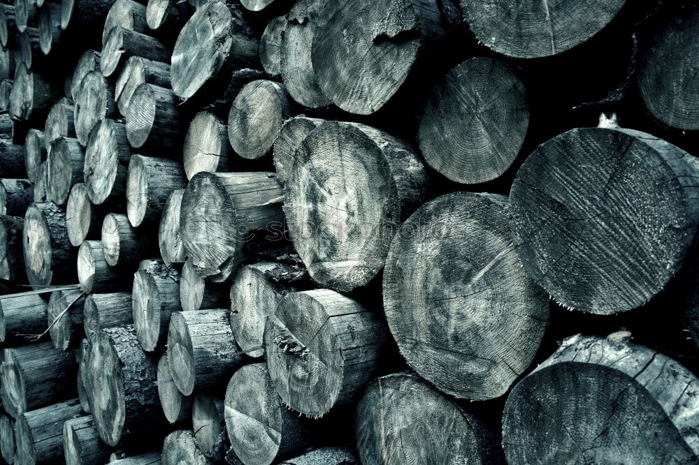 Wood in front of the hut