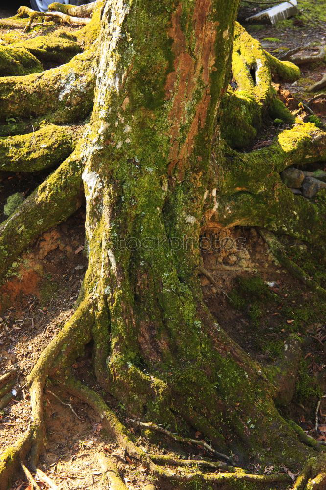 Similar – Image, Stock Photo Stones overgrown with green moss lie in the bed of the Ilse, the leaves of the slowly autumnal coloring trees are reflected in the water