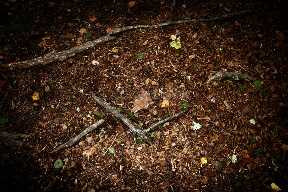 waldboden Blatt braun