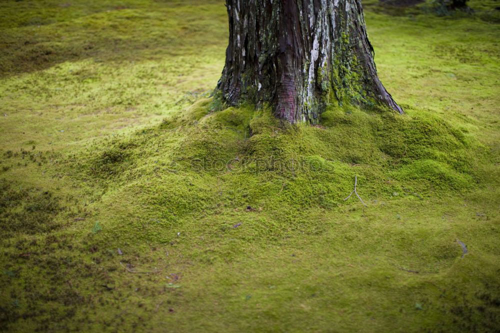 Similar – Image, Stock Photo New Zealand 155