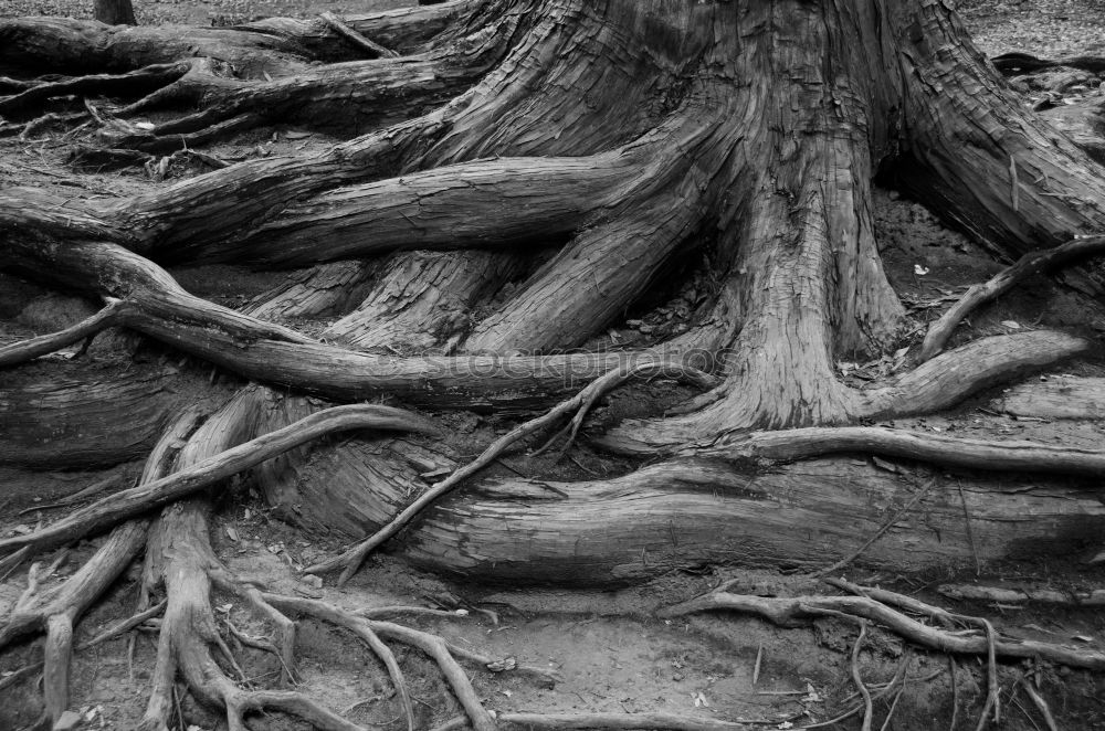 Similar – Foto Bild buttress roots Umwelt