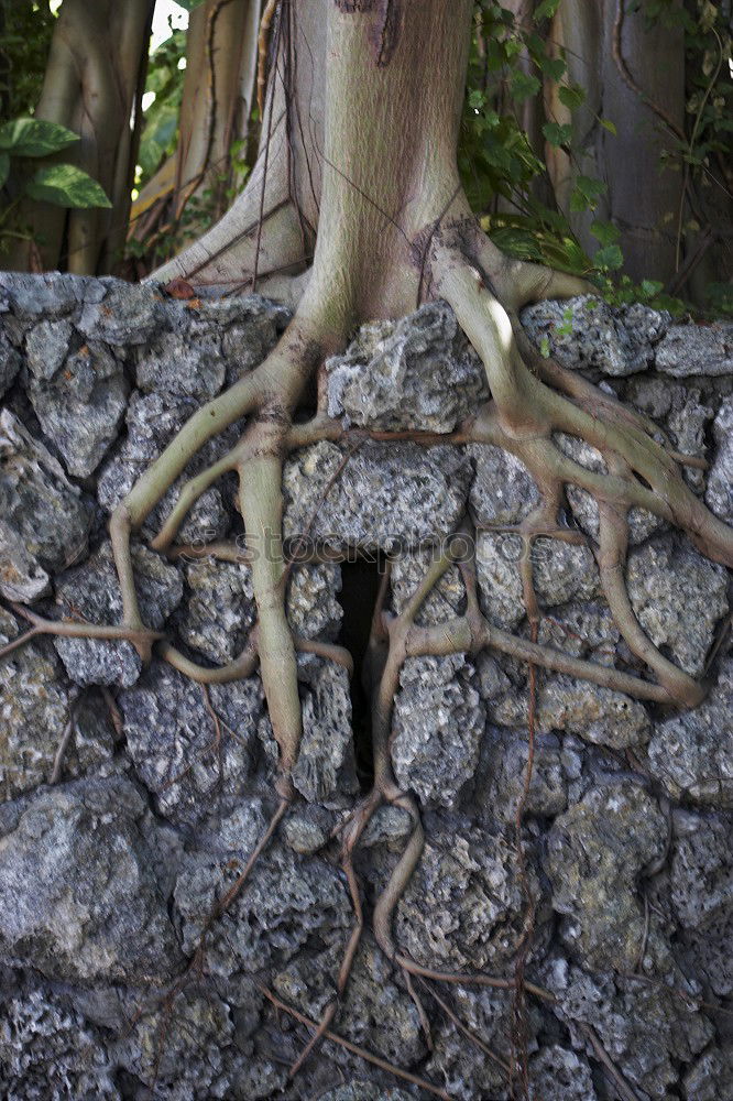 Similar – Foto Bild Tree II Baum