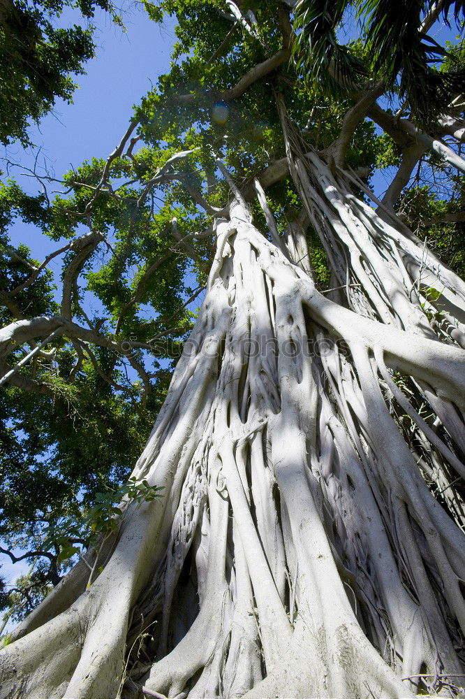 Similar – Australia Tree Growth