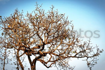 Similar – Ceiba tree Tree