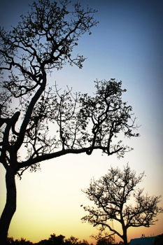 Similar – Foto Bild Bast-Sonnenschirme in Abenddämmerung