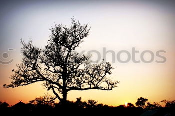 Similar – Dead Vlei Desert Tree