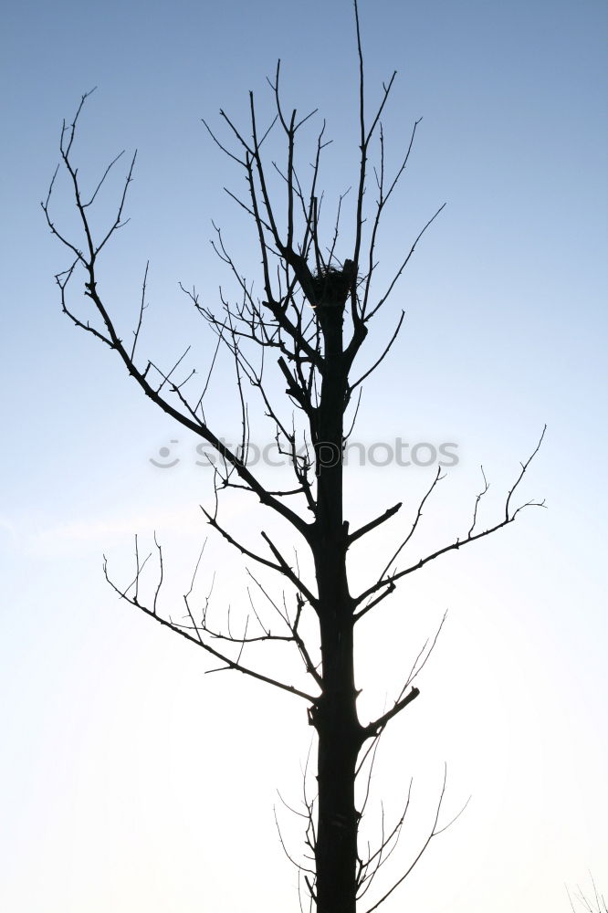 Similar – Image, Stock Photo Frost Winter Branch