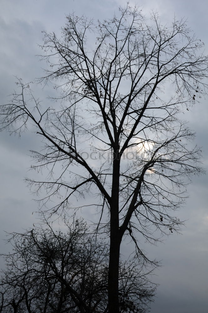 Similar – Image, Stock Photo Embellished Tree Winter