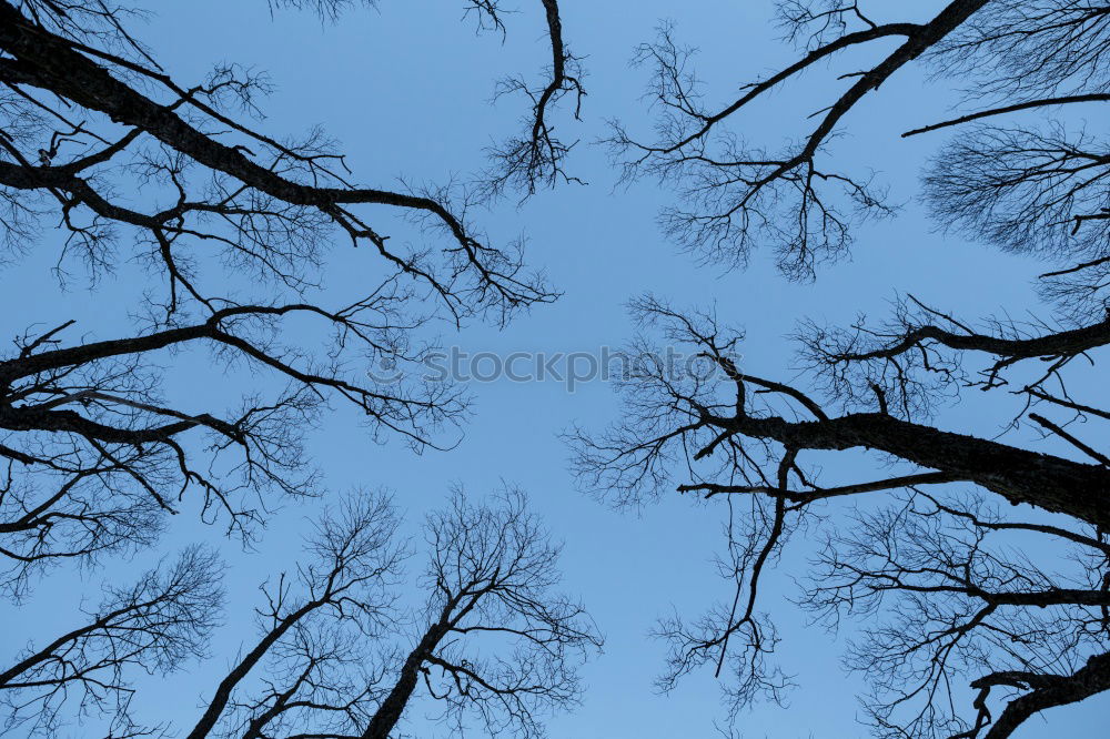 Similar – Image, Stock Photo two on a branch birds