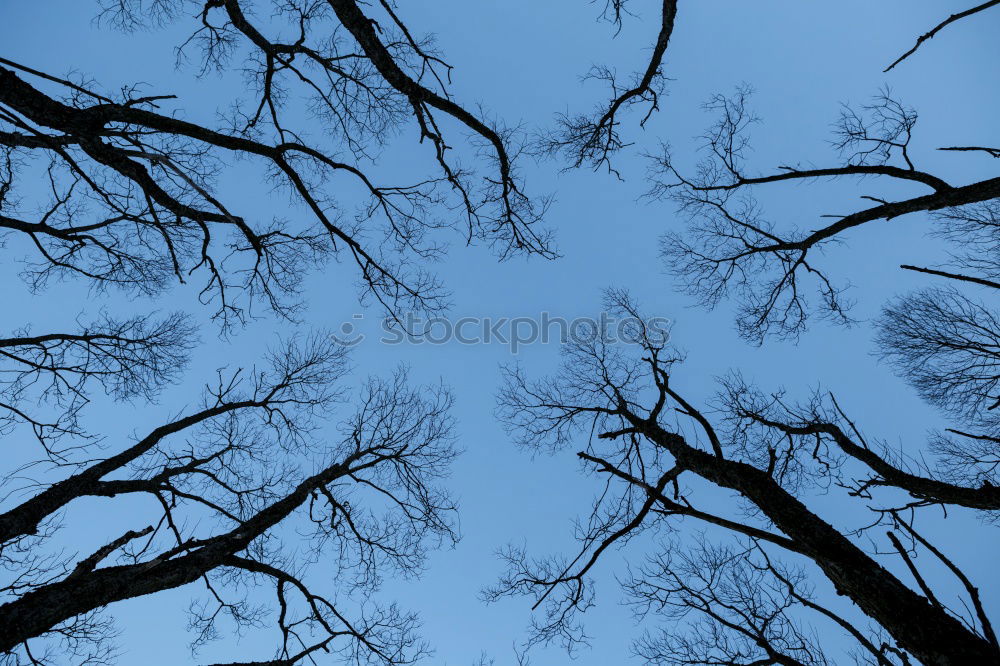 Similar – Six Feet Under Tree Clouds